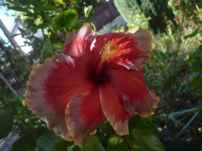 P1430092 - HIBISCUSI 2019-3