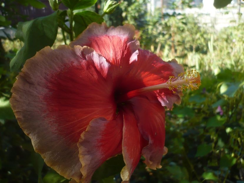 P1430094 - HIBISCUSI 2019-3