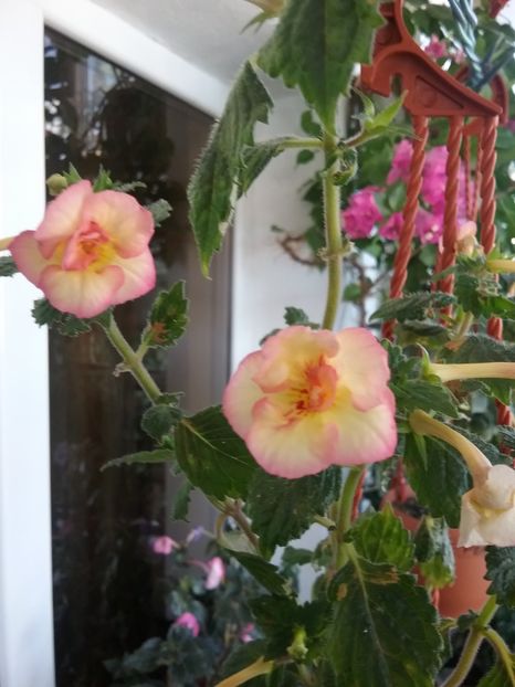  - LIMONCELLO pierdut