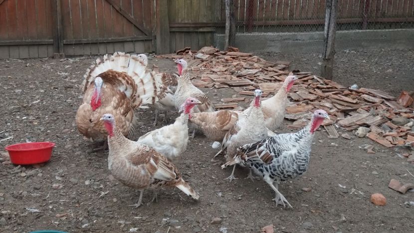  - Curcile adulte toamna 2019