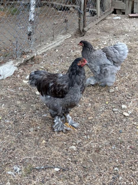  - Brahma albastru tineret 2019