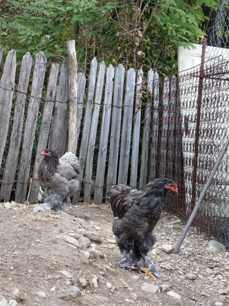  - Brahma albastru tineret 2019