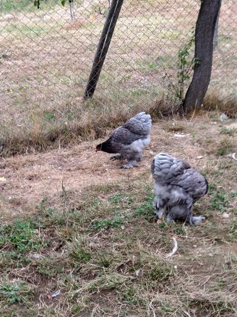  - Brahma albastru tineret 2019