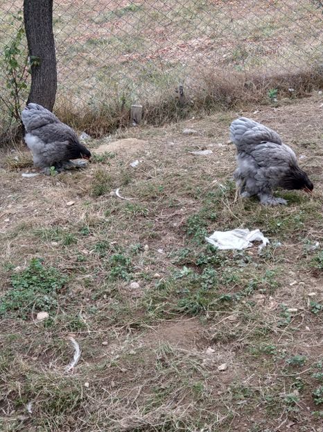  - Brahma albastru tineret 2019