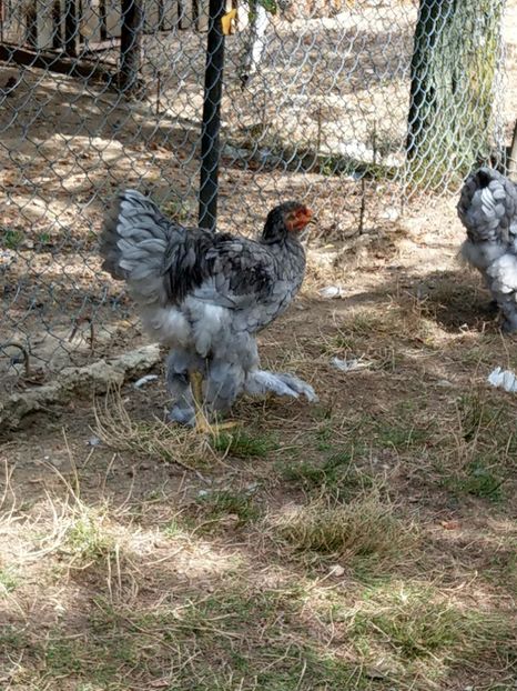  - Brahma albastru tineret 2019