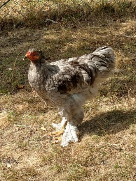  - Brahma albastru tineret 2019