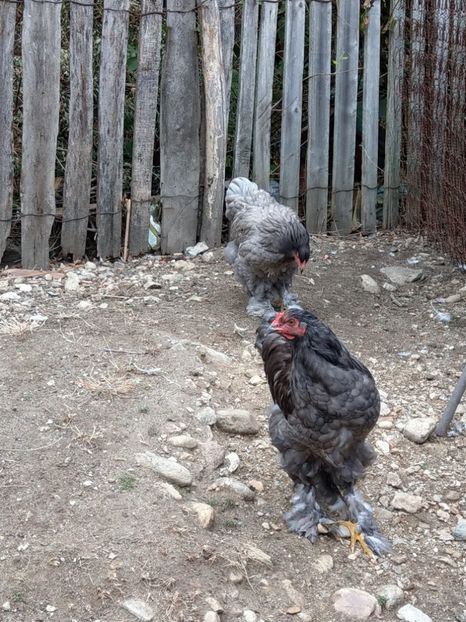  - Brahma albastru tineret 2019