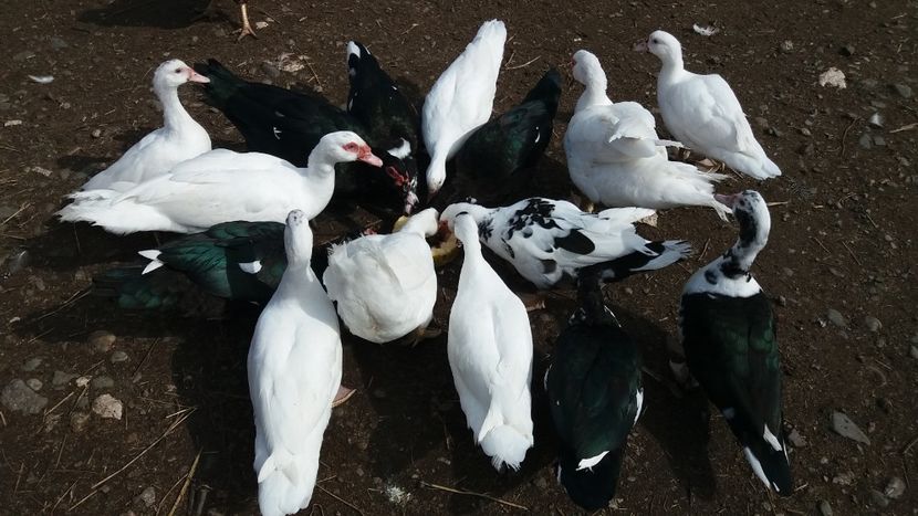  - Rate mute toamna 2019