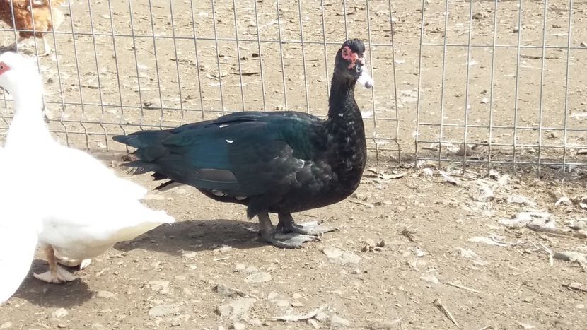  - Rate mute toamna 2019