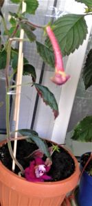 20190929_171252-02 - Achimenes 17 09 2016789