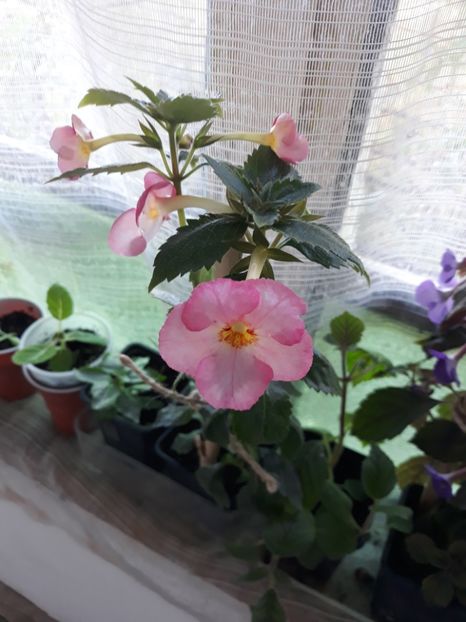  - Achimenes 2019