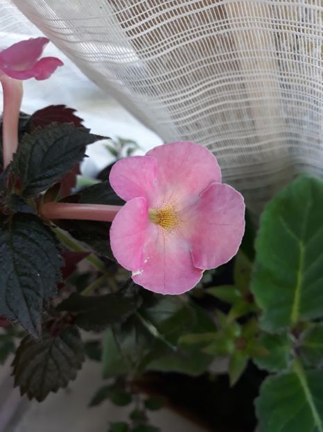  - Achimenes 2019