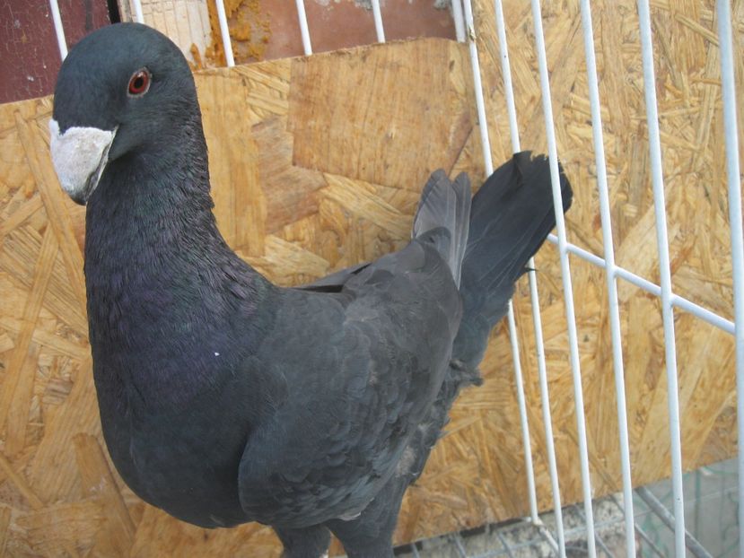 M 2019 - DE VINZARE 2019