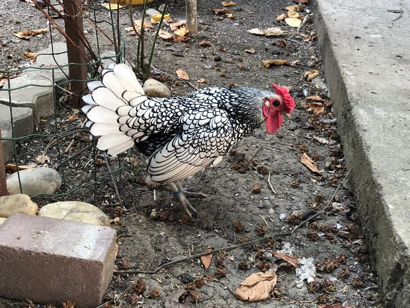 Serviciului - Sebright argintiu matca 2019