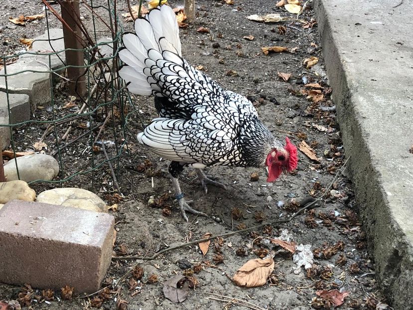 Paza - Sebright argintiu matca 2019