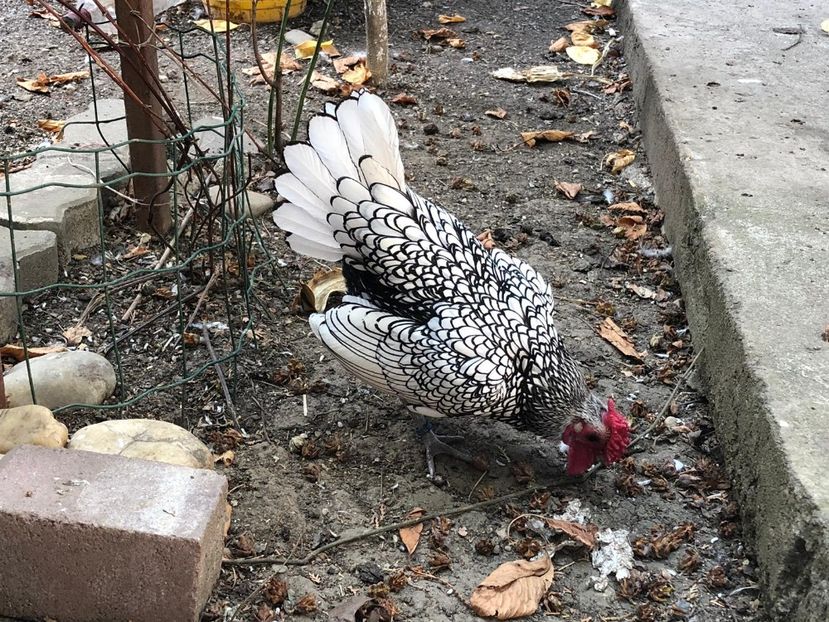 Si - Sebright argintiu matca 2019