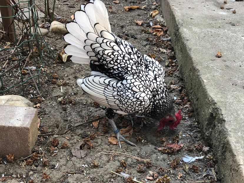 Din CCA - Sebright argintiu matca 2019