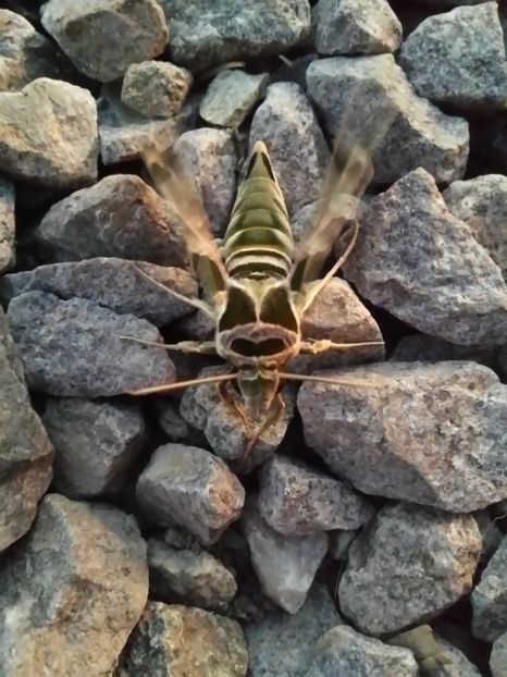  - curtea cu toate cele 2019