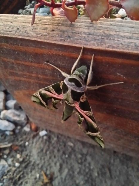  - curtea cu toate cele 2019