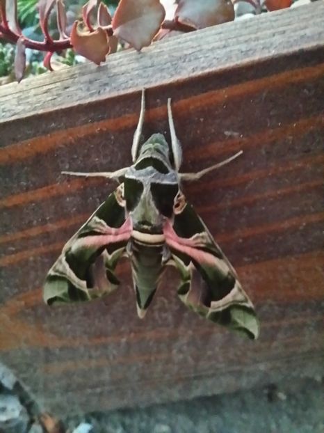 Daphnis nerii - curtea cu toate cele 2019