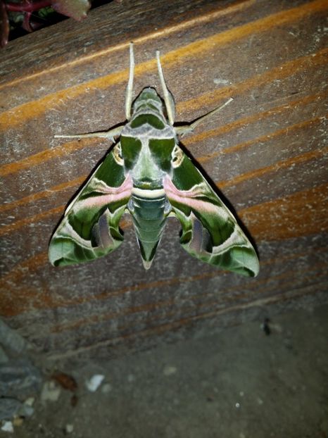  - curtea cu toate cele 2019