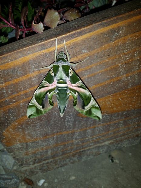  - curtea cu toate cele 2019