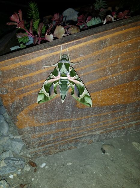  - curtea cu toate cele 2019