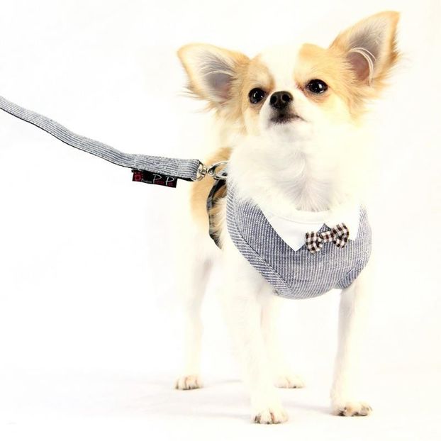 Ham catei - Hamuri catei