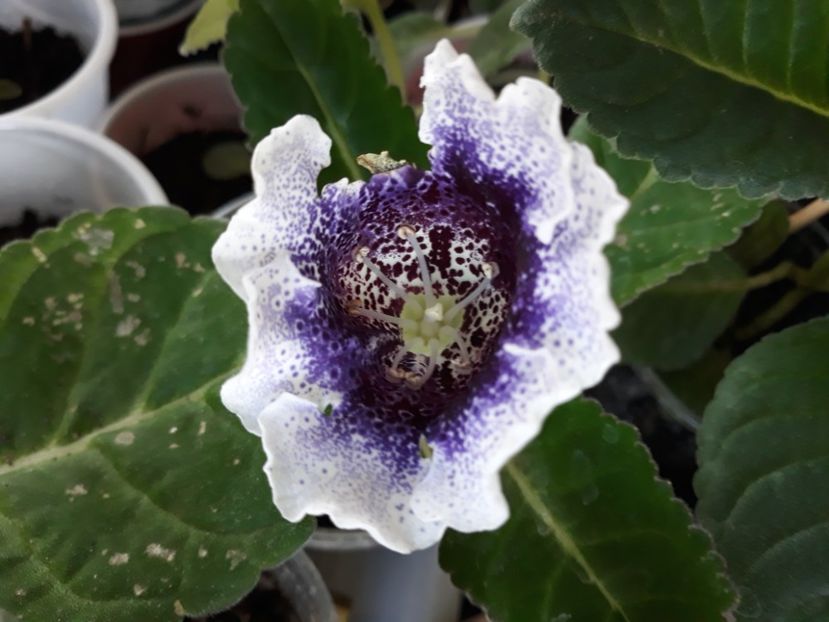  - Gloxinia din seminte