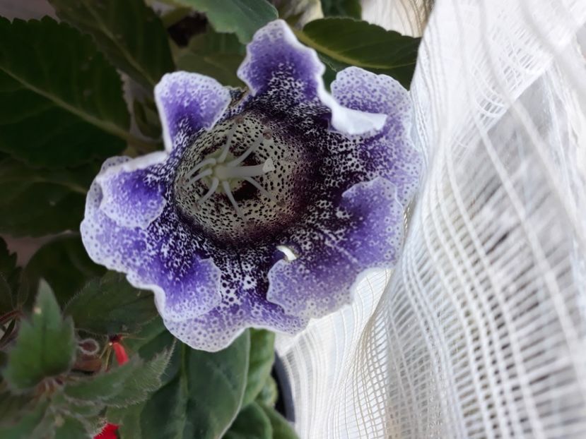  - Gloxinia din seminte