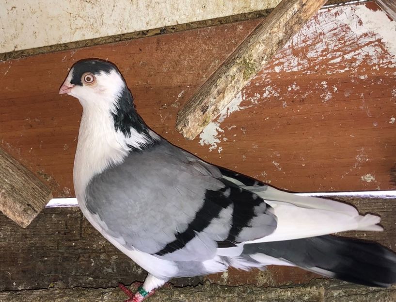 mascul  2019 - 02 de prin volieră