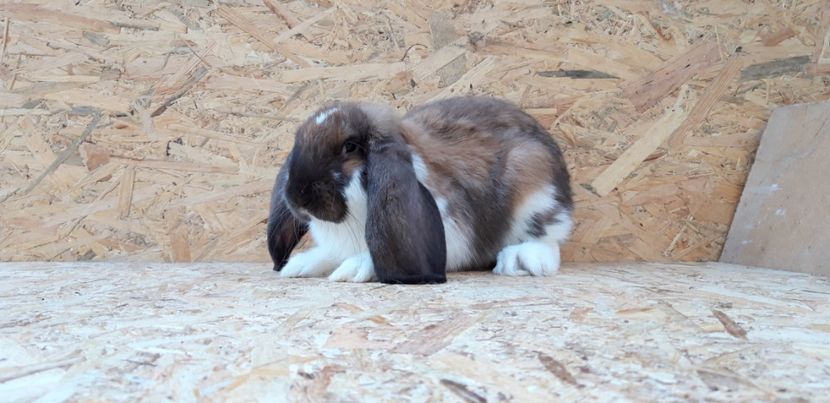 Femela - Cuib 23-05-2019