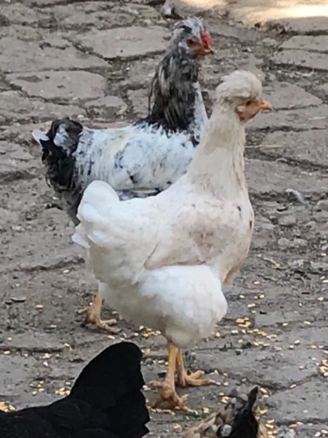 9A25FE47-CF08-4110-A270-CAD3F22E2980 - Puisori 2019