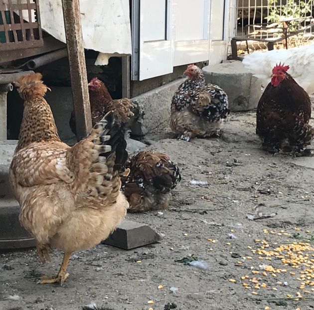 5681D623-0AEB-4FF5-97B2-DEC01B2926F3 - Puisori 2019