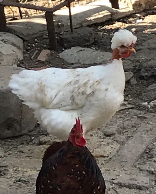 B495F196-6D52-456F-BA01-9292E0CF2966 - Puisori 2019