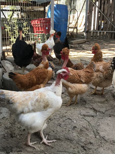 DE67F523-E646-4A74-B8FD-C8BA2CB66AAE - Puisori 2019