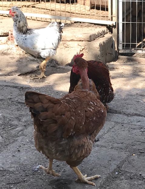 1D716CD2-93BA-4B29-AA43-21CF80889400 - Puisori 2019