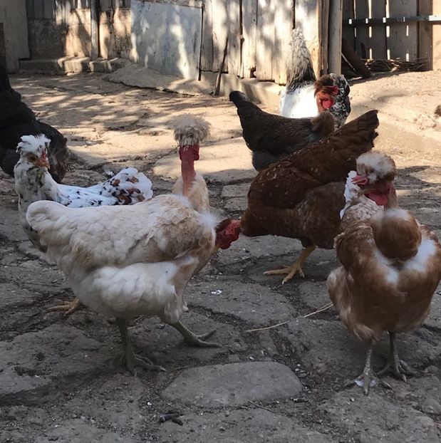 864C5CC2-A010-4A1D-915D-56ACA0E0A2B4 - Puisori 2019