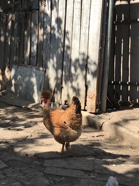 97BBD65F-9809-4E63-9F1F-2AB6891D0BE6 - Puisori 2019