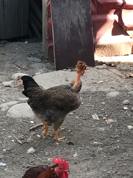 C9C2A433-0E66-491C-95AA-8DFF56C40516 - Puisori 2019