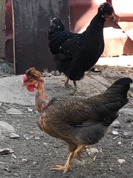 3162B08B-4D02-4338-8A5E-DD5C8DD1EE52 - Puisori 2019