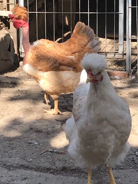 2D8AE96F-4D54-4412-BBCA-09DFAD74DBA7 - Puisori 2019