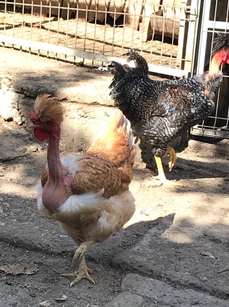 6F3BF3C5-A671-43EB-8E18-B22EAB765056 - Puisori 2019