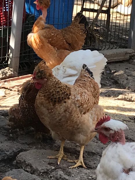 E9368025-7E1E-41C9-B911-2375A3EDC1F8 - Puisori 2019