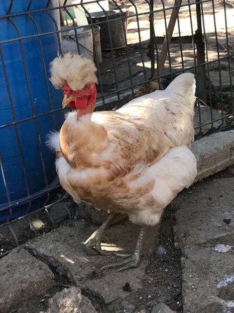 05308F07-DED6-43D1-BD7C-3D90CA39B169 - Puisori 2019