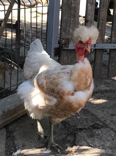 5B6A1E5F-5504-434B-9142-47E38C0B36EF - Puisori 2019