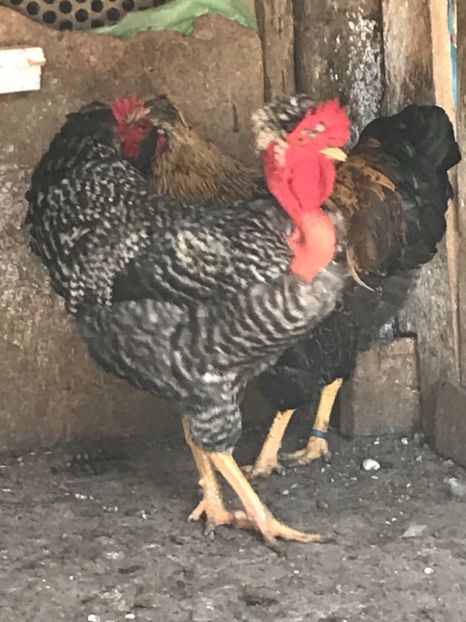 6B93069D-261C-4D88-9D46-D13922C266DC - Puisori 2019