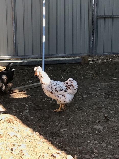 241287DA-FD09-47DE-87E2-0DA53E780731 - Puisori 2019