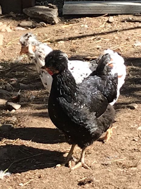 7F5F6E12-247E-4548-8600-33DA2FA29540 - Puisori 2019