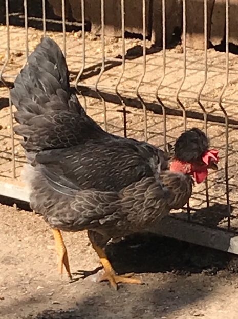 E66FC65F-921F-4C4D-B8B1-7E638070EE30 - Puisori 2019